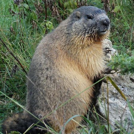 La P'Tite Marmotte Leilighet Gavarnie Eksteriør bilde