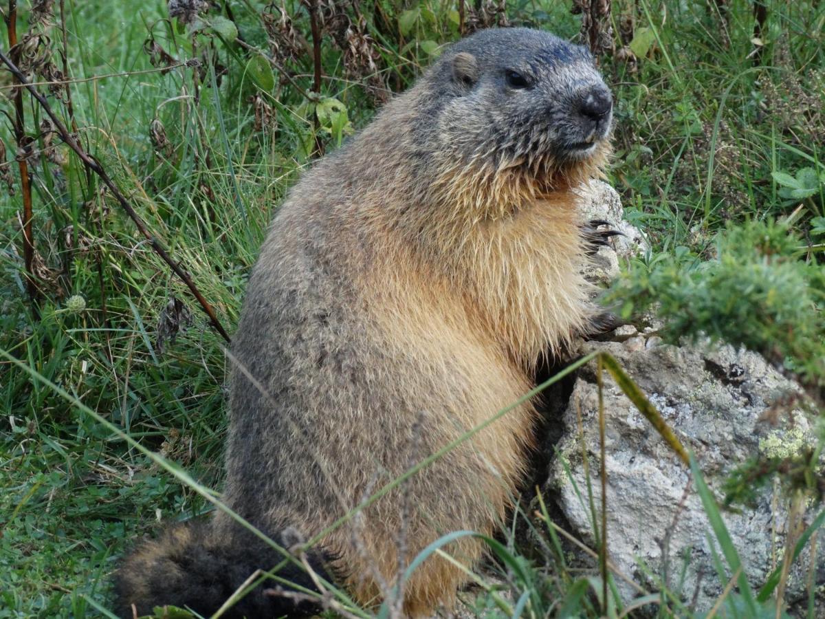 La P'Tite Marmotte Leilighet Gavarnie Eksteriør bilde